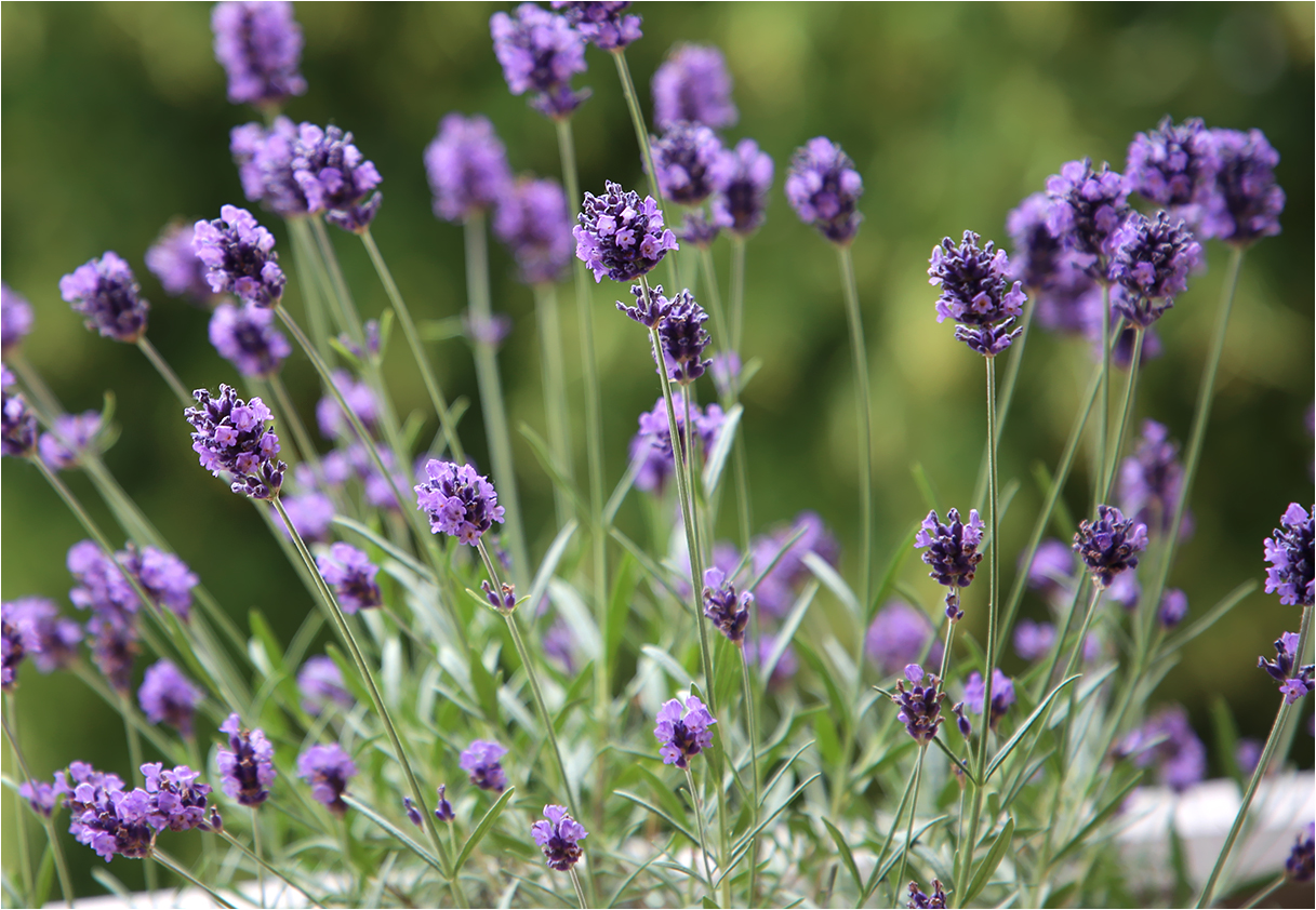 Lavendel im Wind