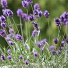 Lavendel im Wind