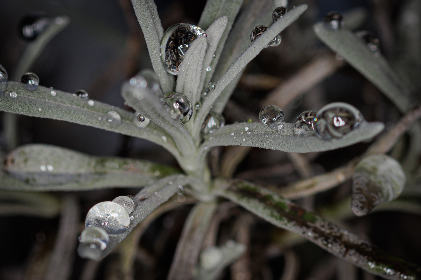 Lavendel im Winter