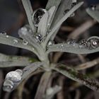 Lavendel im Winter