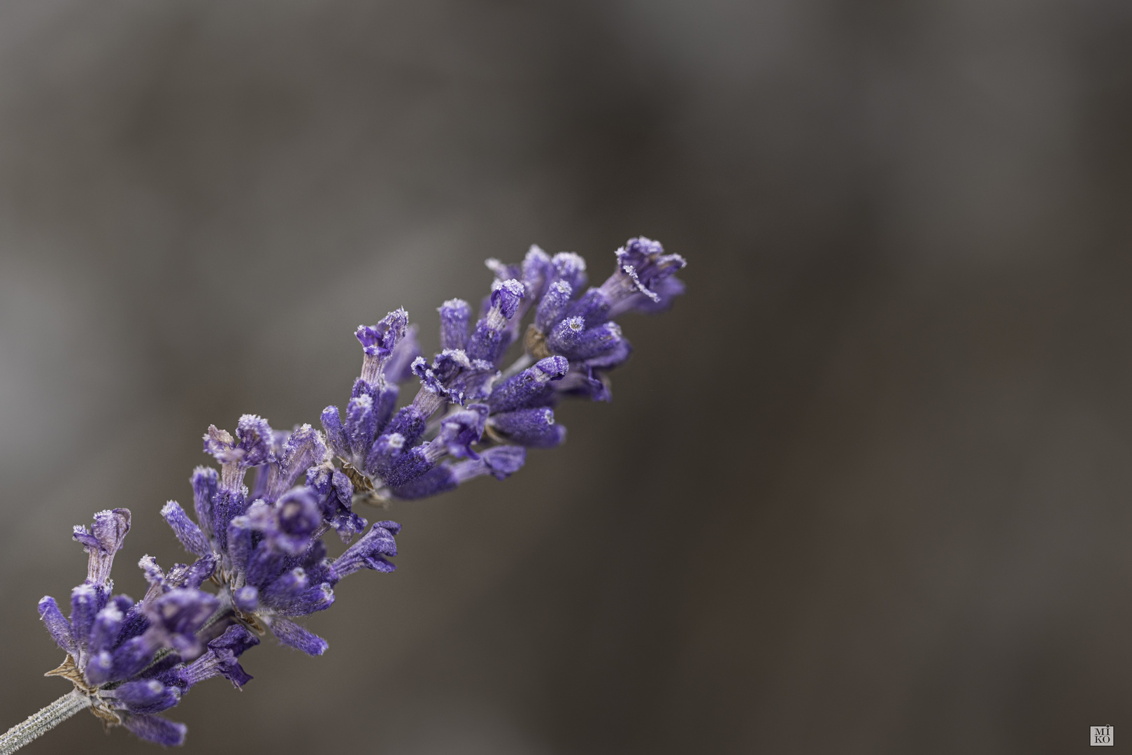 Lavendel im Winter