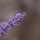 Lavendel im Winter