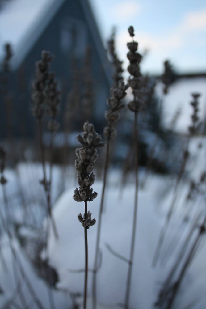 Lavendel im Winterschlaf. (1)