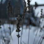 Lavendel im Winterschlaf. (1)