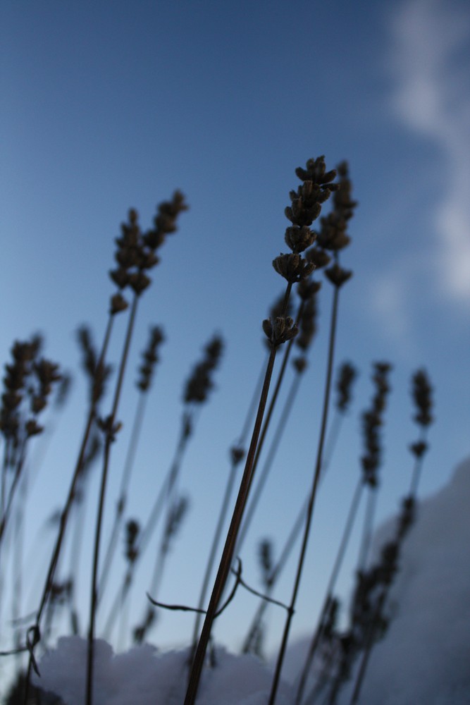 Lavendel im Winterschlaf. (2)