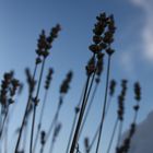 Lavendel im Winterschlaf. (2)