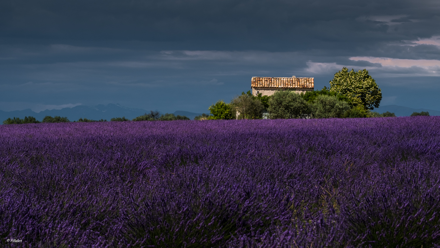  Lavendel Impressionen 2