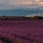 Lavendel Impressionen 3