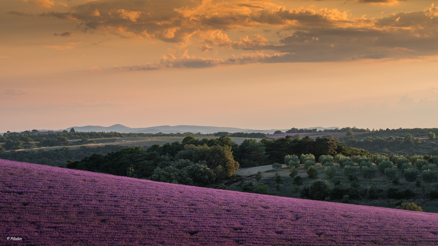 Lavendel Impressionen