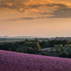 Lavendel Impressionen