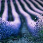 Lavendel in Bayern 