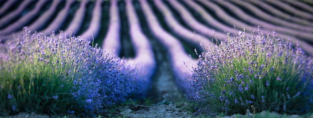 Lavendel in Bayern 