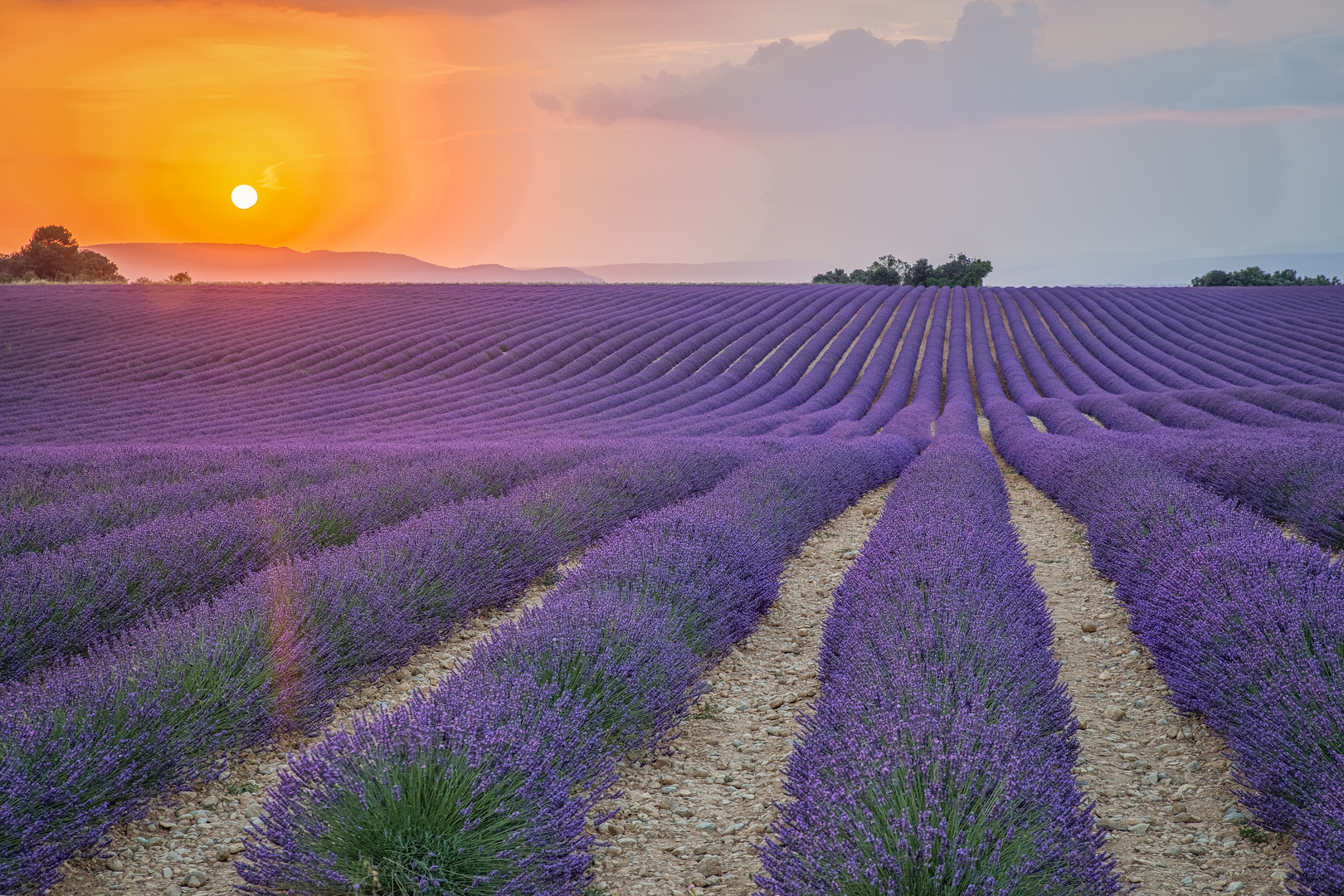 Lavendel in bei Valensole