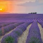 Lavendel in bei Valensole