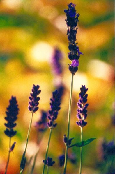 Lavendel in der Abendsonne