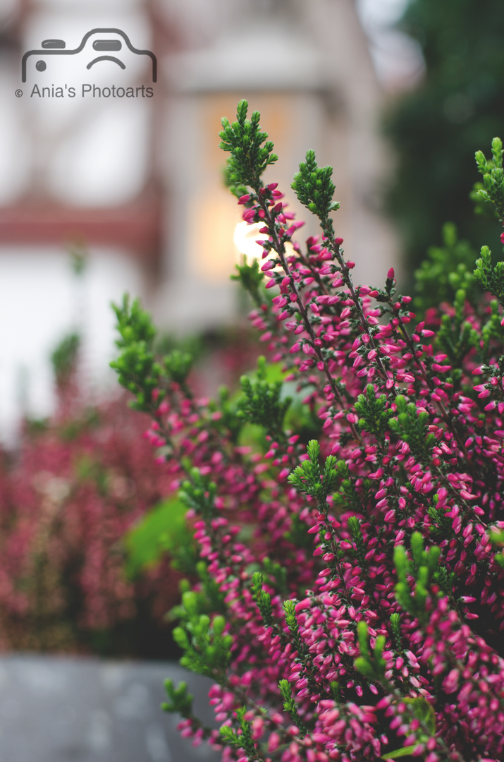 Lavendel in der Altstadt in Bernkastel