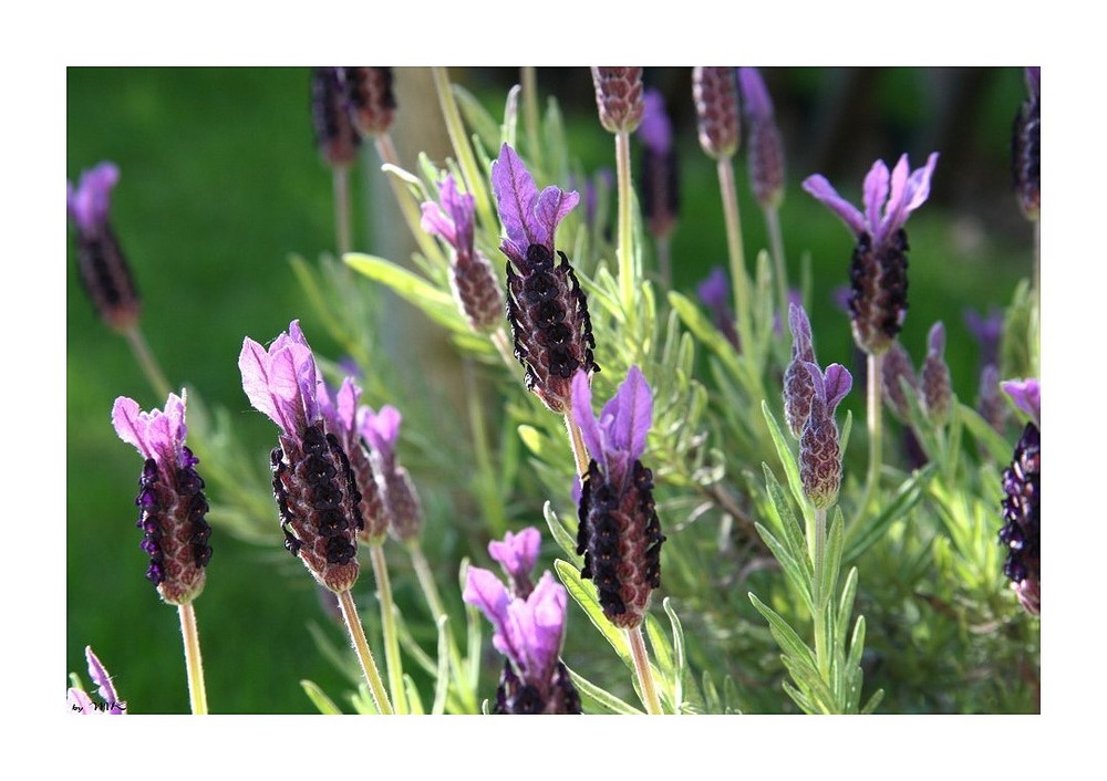 Lavendel in der Blüte