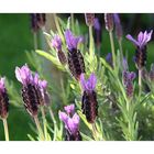 Lavendel in der Blüte