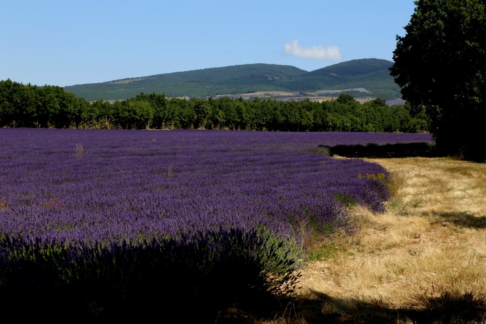 Lavendel in der haute Provence 2016