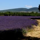 Lavendel in der haute Provence 2016