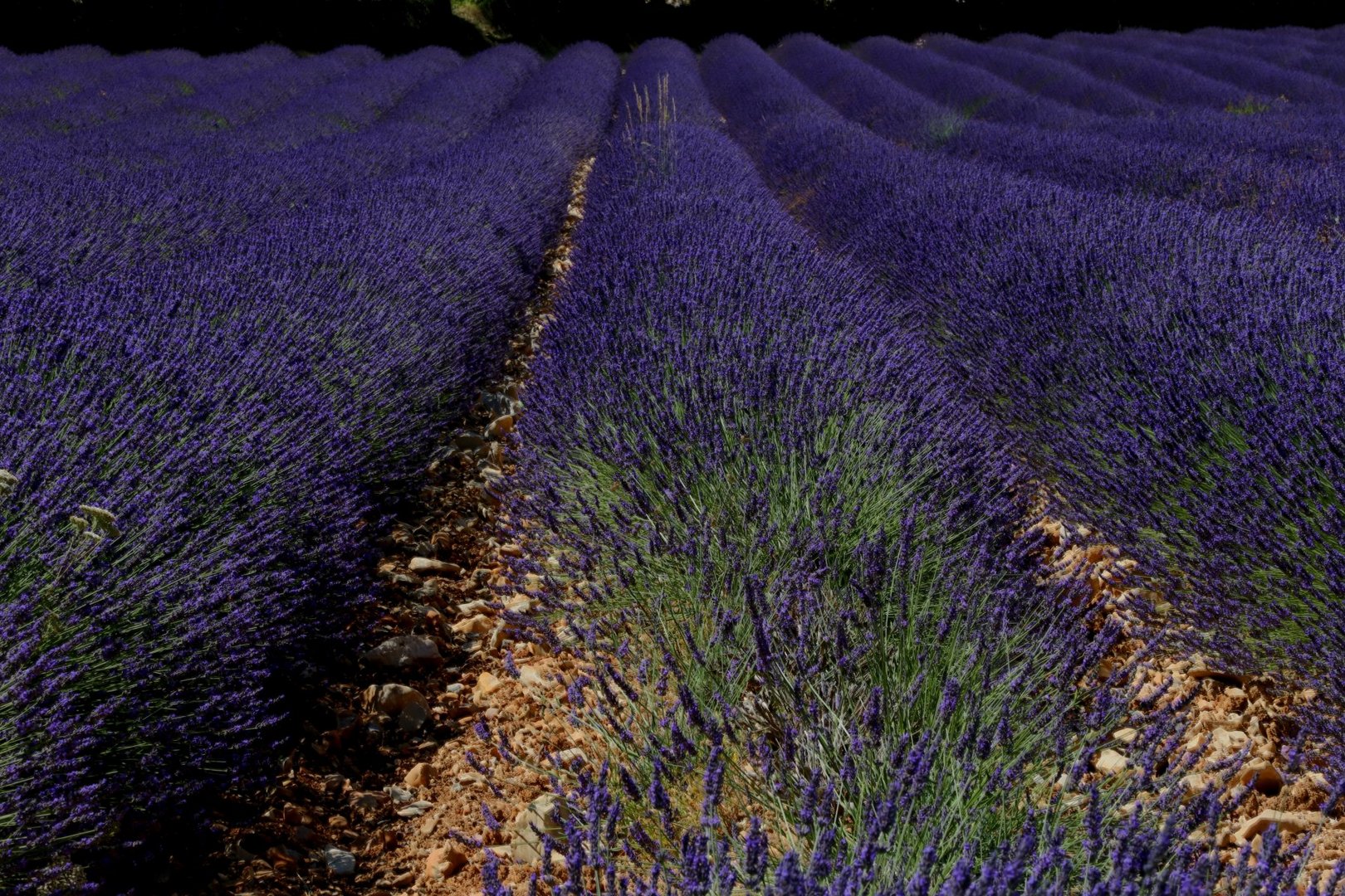 Lavendel in der haute Provence 2016 (Plateau d'Albion)