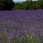 Lavendel in der haute Provence 2016 (Revest-du-Bion)