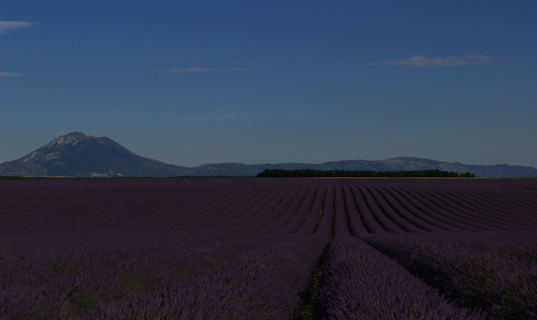 Lavendel in der Nähe von Valensole