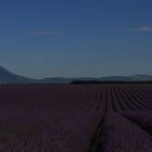 Lavendel in der Nähe von Valensole