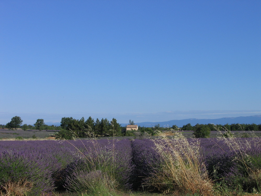 Lavendel in der Provence