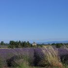 Lavendel in der Provence