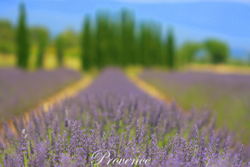 Lavendel in der Provence