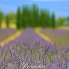 Lavendel in der Provence