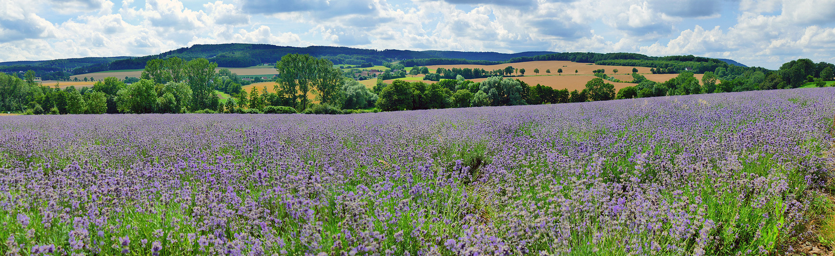 Lavendel in der Provence ?