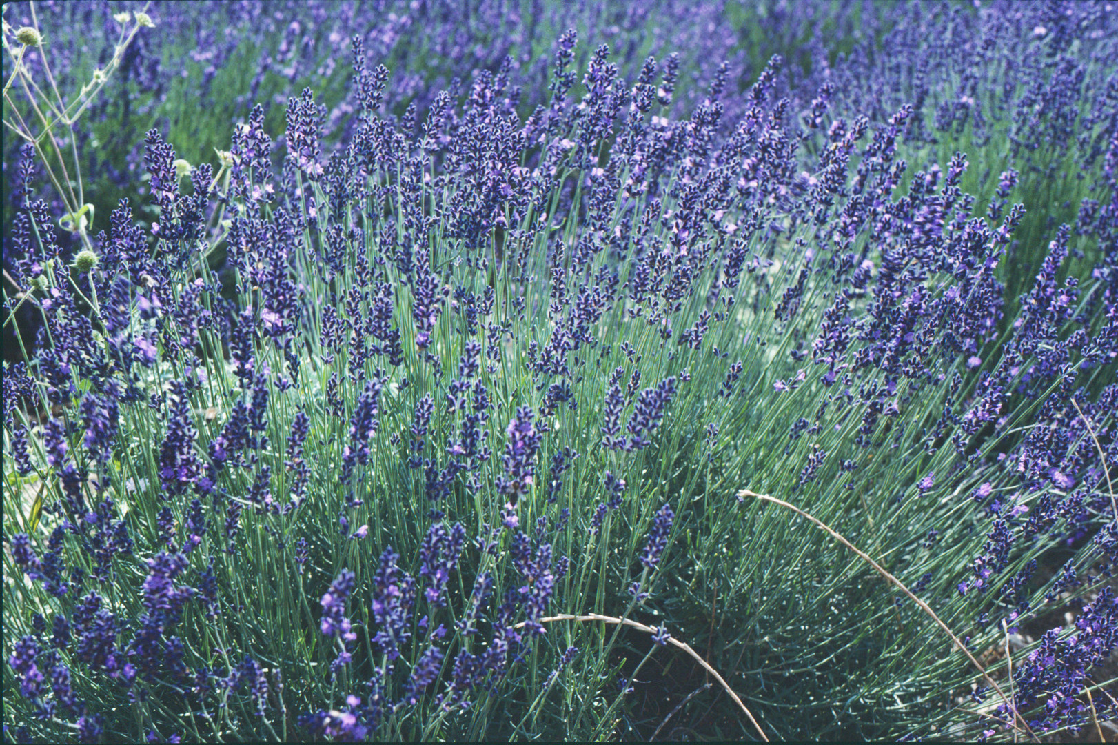 Lavendel in der Provence