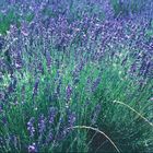 Lavendel in der Provence