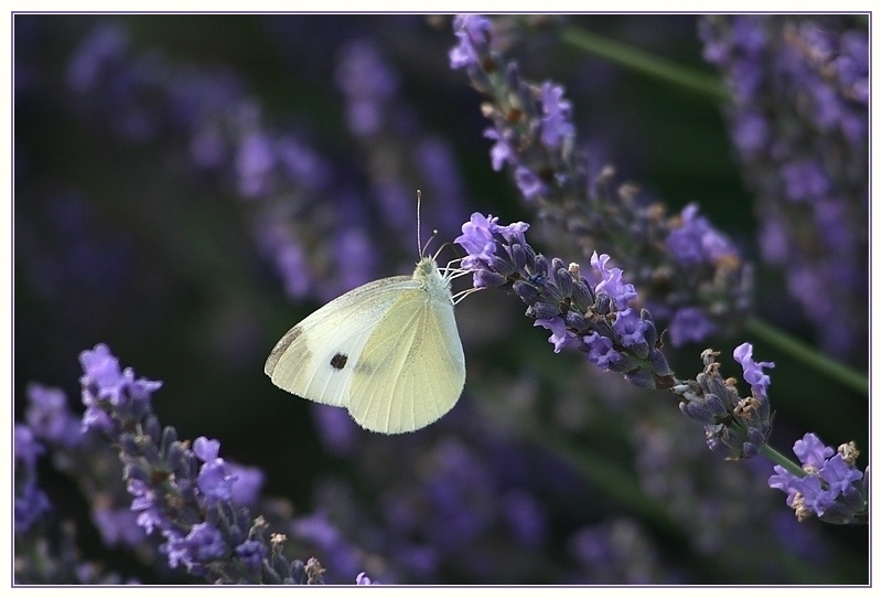 Lavendel in der Provence