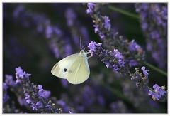 Lavendel in der Provence