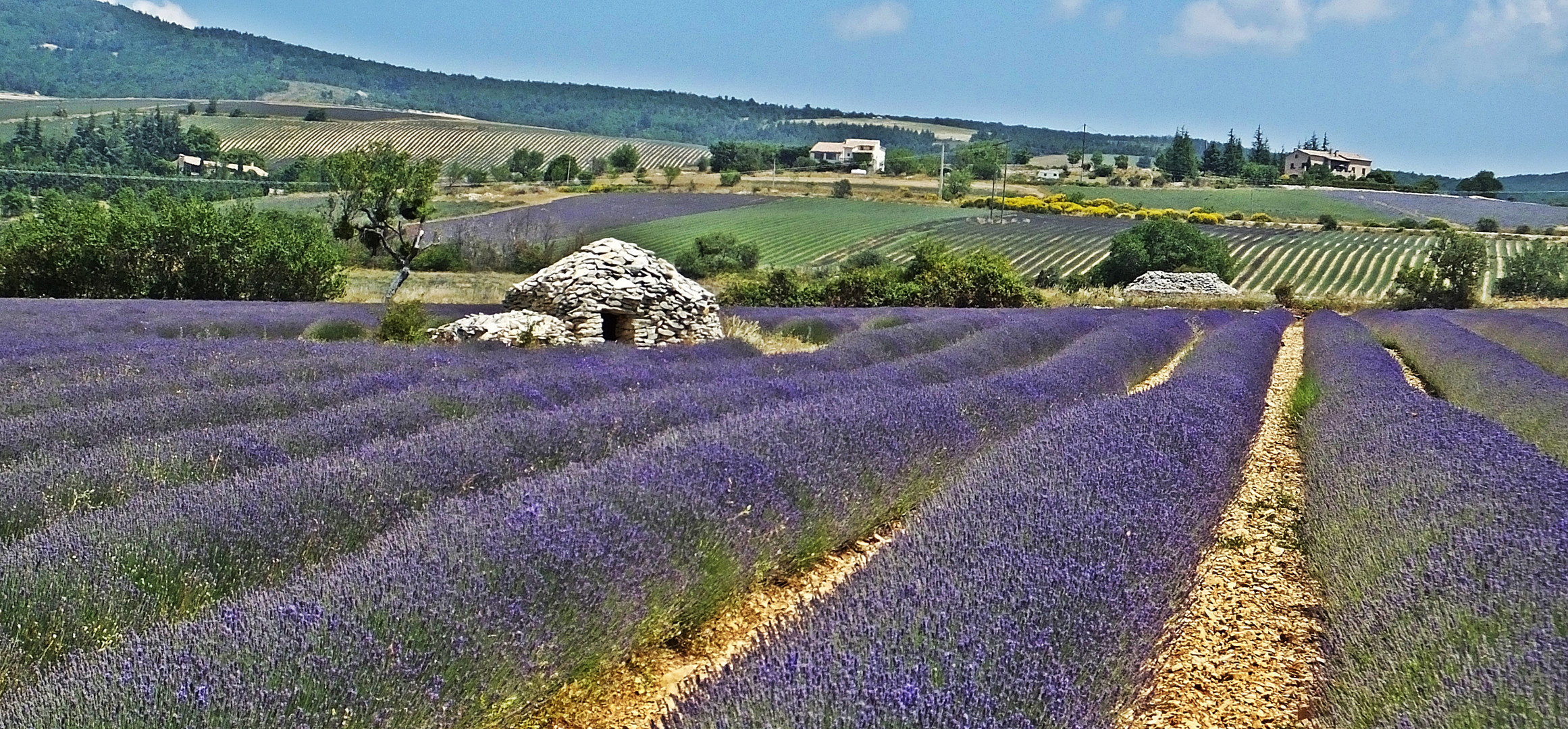 Lavendel in der Provence