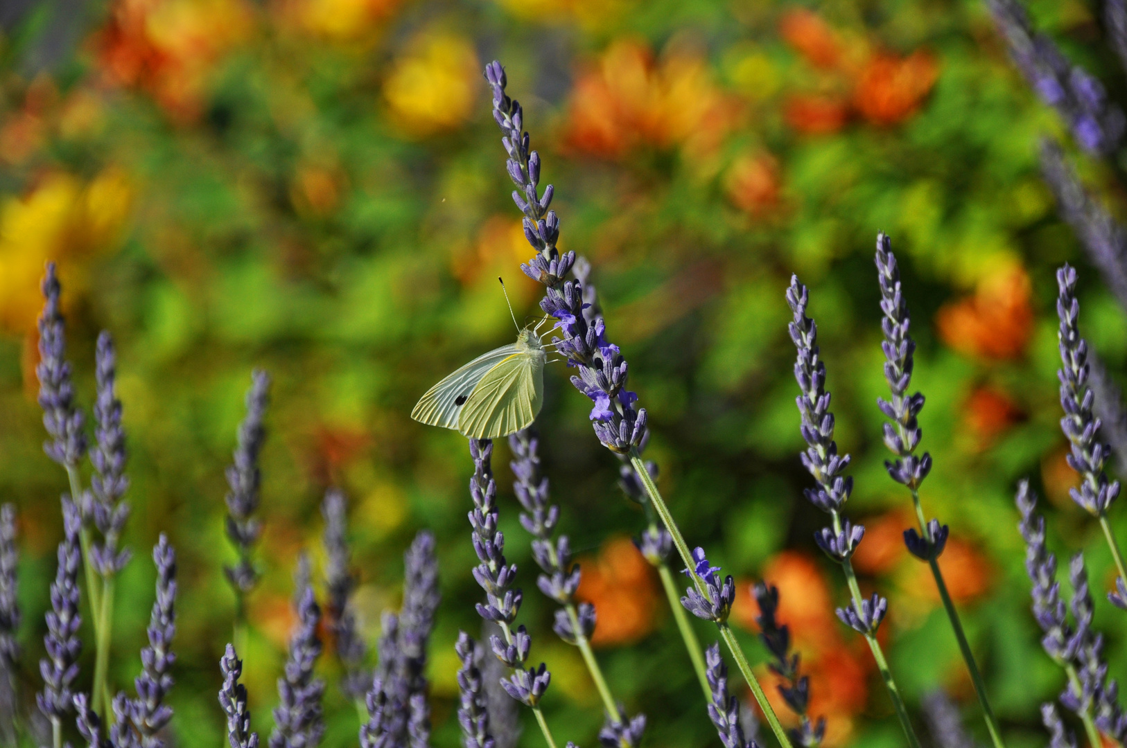 Lavendel in der Provence