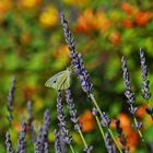 Lavendel in der Provence