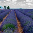 Lavendel in der Provence