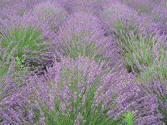 Lavendel in der Provence