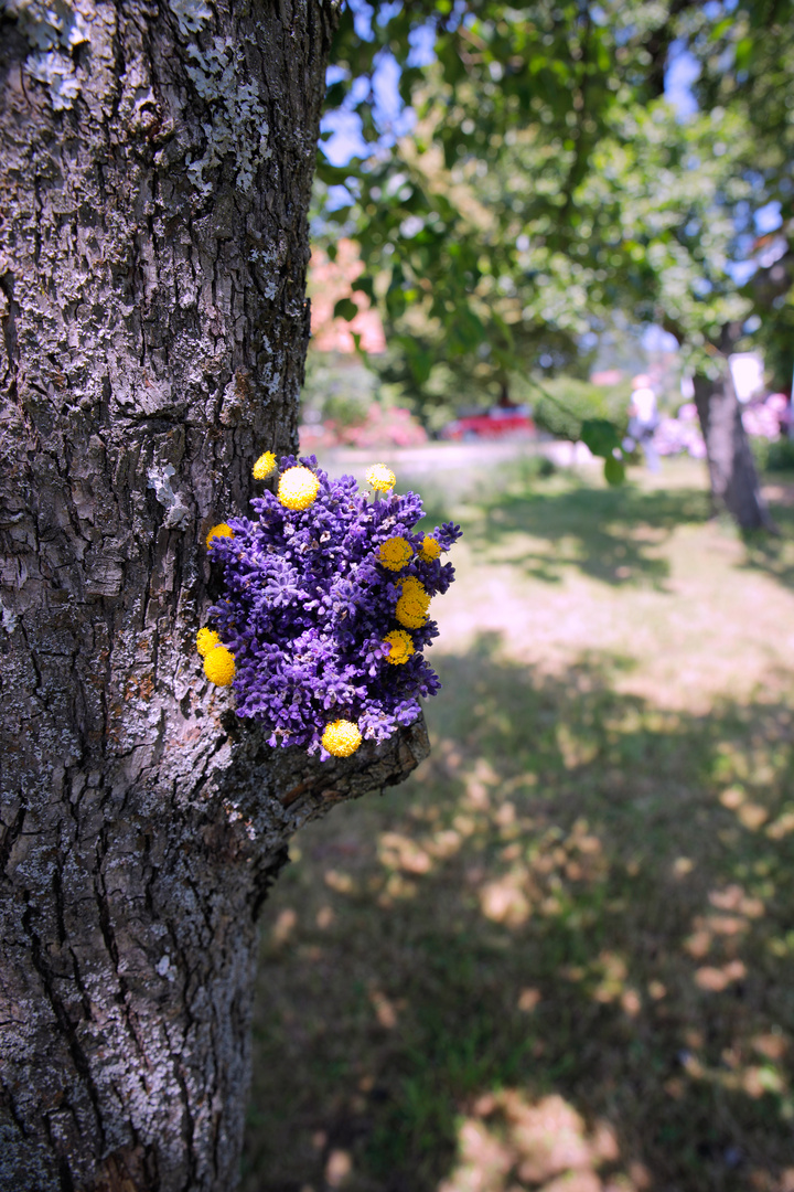 Lavendel in der Steiermark