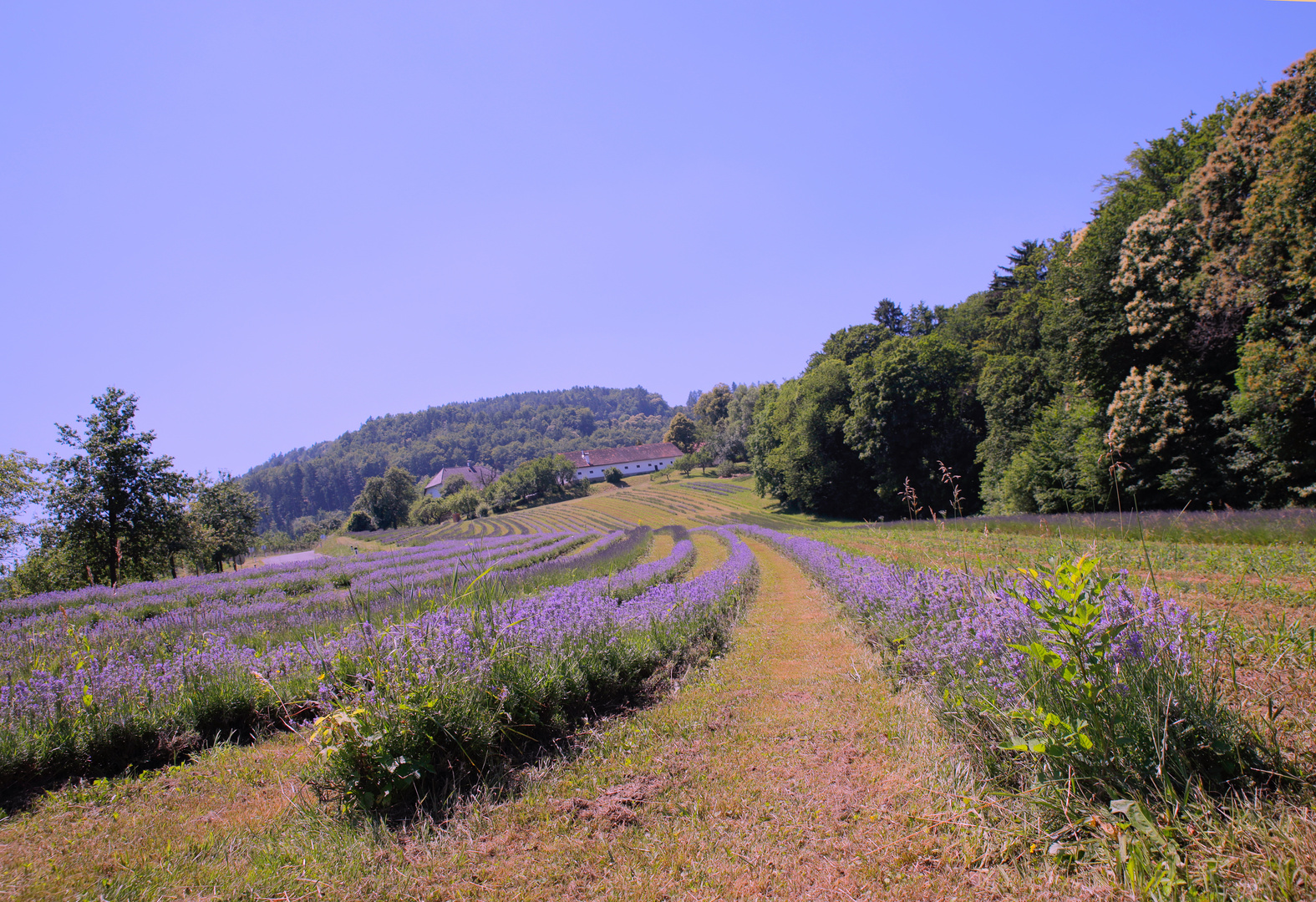 Lavendel in der Steiermark