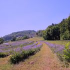 Lavendel in der Steiermark
