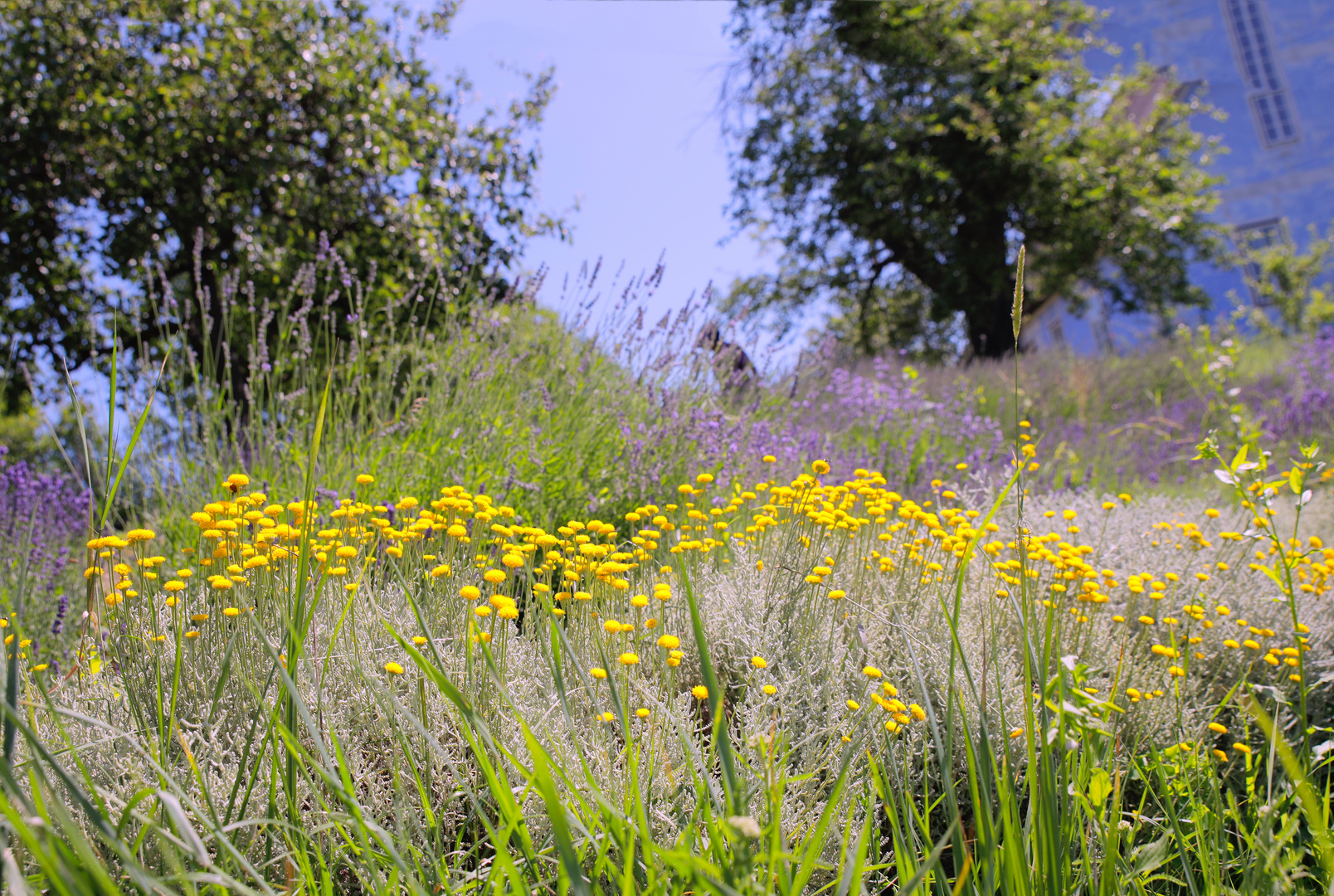 Lavendel in der Steiermark