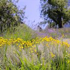 Lavendel in der Steiermark