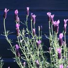 LAVENDEL IN FRIESLAND