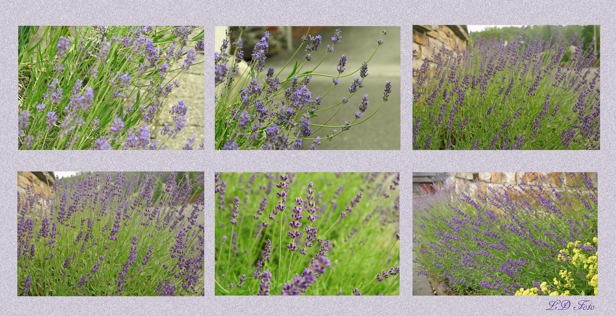 Lavendel in Gosenbach