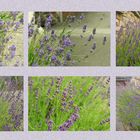 Lavendel in Gosenbach